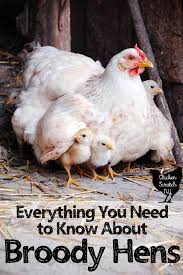 Molting is a natural process that happens to every chicken at one point or another. Everything You Need To Know About Broody Hen Behavior