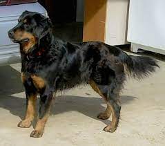 Mix breeds with smaller dogs could increase how long your dog lives. English Shepherd Dog Breed Information And Pictures