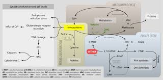 Homocysteine Wikipedia