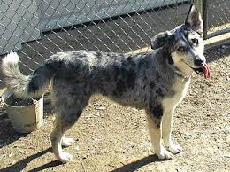 Australian Shepherd German Shepherd Mix Black And White Husky Australian Shepherd Mix Perfect For Matt And Me Australian Shepherd Husky Australian Shepherd Mix Pets