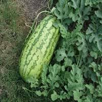 Jubilee watermelon is a popular melon that has firm, crisp and brilliantly bright red flesh. Jubilee Watermelon Jubilee Watermelon Plant