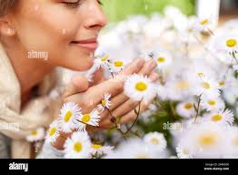 Growing chamomile garden hi-res stock photography and images