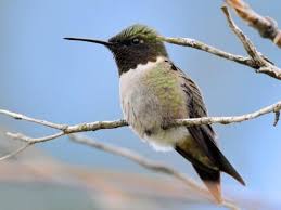 Like puppies, bunnies, babies, and so on. Ruby Throated Hummingbird Identification All About Birds Cornell Lab Of Ornithology