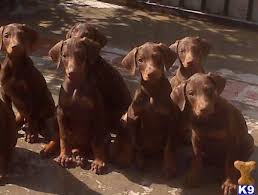 Be confident you are getting the best puppy. Doberman Puppies For Sale In Sacramento Ca Doberman Puppies For Sale Doberman Puppy Puppies For Sale