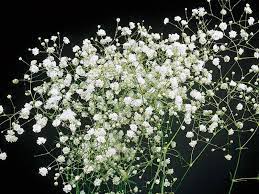 Gypsophila Paniculata Snowflake Seed