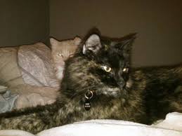 Finding a lost cat on your doorstep can be a jarring experience. Lost Cat Domestic Medium Hair In Milford Ct Share Facebook Twitter Google Email Pet Name Bobbie Id 32820 Gender Female Lost Cat Cats Pet Names