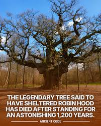 A centuries-old oak tree that was the fabled home of the legendary English  bandit, Robin Hood, has died.