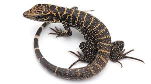 Maybe you would like to learn more about one of these? The Exotic Tegue Cy Fair Animal Hospital