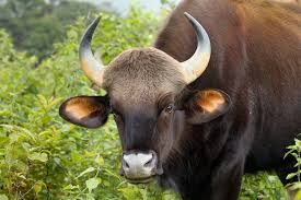Kemudian dia menghentikan aktifitasnya dan duduk bersila bersandar di dinding. Mengapa Lembu Bermimpi Tafsiran Mimpi Mengikut Buku Impian Yang Berbeza