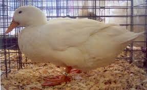 White Pekin Duck