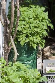 Bauanleitung Kartoffelturm Kartoffeln Ernten Auf Wenig Raum Kartoffelturm Kartoffelernte Garten