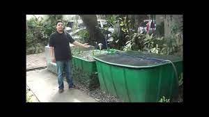 Aquaponics Philippines Made Cascade System With Filtration Youtube