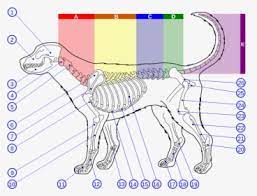 Dog Lumbar Vertebrae Numbers Hd Png Download Transparent Png Image Pngitem
