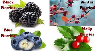 We did not find results for: Do Deer Eat Fruits Bananas Apple Berries Oranges Pears Watermelon