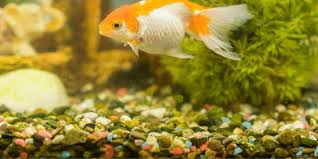 Calculate the volume of a fish tank to calculate a fish tank's volume, you multiply its length, width (or depth), and height. How Much Gravel Does An Aquarium Need Aquarium Sphere