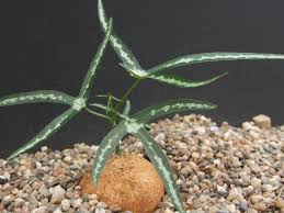 Image result for Vigna kirkii