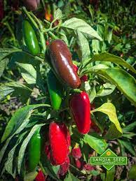 Jalapeno Early Seeds Org Chilli Plant Growing Peppers Chilli Plant Care