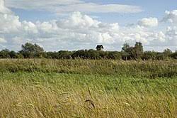 The band members grew up in this area, and find much of the inspiration for their music and themes from the. List Of Fen Plants Wikipedia