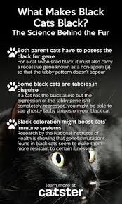 Wesley says he should be appreciated on all days, but you may pay extra attention to him today. For Black Cat Appreciation Day We Have The Science Behind The Fur Black Cat Appreciation Day Black Cat Cat Facts