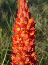 Image result for Disa polygonoides