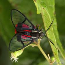 Scarlet bodied wasp moth poisonous. Wasp Moth Explore Tumblr Posts And Blogs Tumgir