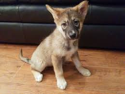 The czechoslovakian vlcak (czechoslovakian wolfdog) is a primitive dog breed that was developed in the 1950s using german shepherd dogs and carpathian wolves. Czech Wolf Dog Boston Lincolnshire Pets4homes