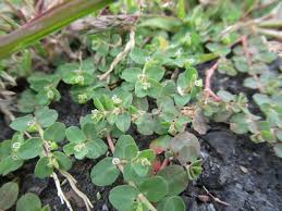 Image result for Euphorbia serpens