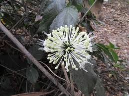 Image result for Clerodendrum schweinfurthii