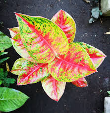 Pin Di Aglaonema Hybrids Collection