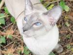Flame Point Siamese: What You Need to Know About This ...