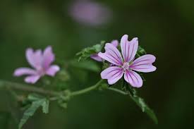 Image result for Malva verticillata