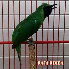 5 Ciri Burung Cucak Ijo Banyuwangi Beserta Fotonya Hewan Id