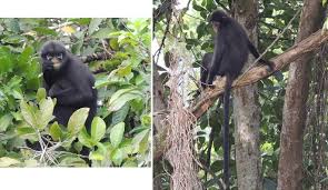 Admin september 23, 2017 no comments uncategorized. Is Malaysia S Banded Langur Presbytis Femoralis Femoralis Actually Presbytis Neglectus Neglectus Taxonomic Revision With New Insights On The Radiation History Of The Presbytis Species Group In Southeast Asia Springerlink