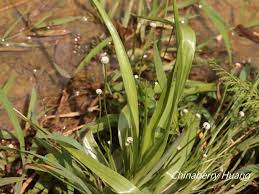 Image result for Eriocaulon abyssinicum