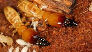 Deciding on which termite treatment is right for you can be confusing. Termites Blog California Termite Control Topics