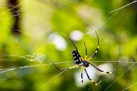 Image result for Arachniodes webbiana