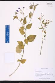 Image result for Browallia americana