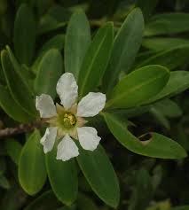 Image result for Pemphis