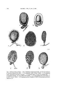 Image result for Stadmannia oppositifolia