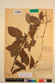 Image result for Agelaea pentagyna