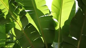 Takir adalah wadah yang terbuat dari daun pisang dan dilipat hingga menyerupai mangkok kotak. 5 Manfaat Tak Terduga Dari Daun Pisang Bisa Untuk Spa Lho Okezone Lifestyle