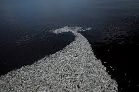 Red tide bloom has recurred in the bay as the phenomenon remains in 11 other coastal areas in the eastern visayas region, the bureau of fisheries and aquatic resources confirmed on monday (june 21, 2021). Red Tide Is Devastating Florida S Sea Life Are Humans To Blame