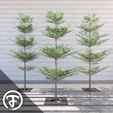 Image result for Terminalia neotaliala