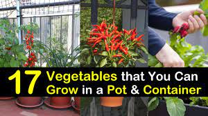 We did not find results for: 17 Vegetables That You Can Grow In Pots And Containers