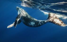 Blue Whale Wallpapers Wallpaper Cave Find the best whale wallpaper on getwallpapers. blue whale wallpapers wallpaper cave