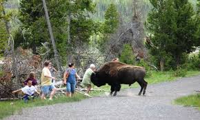 Yellowtone National Park - A Bison Attacks - AllTrips