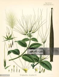 Image result for Strophanthus kombe