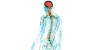 The collection of the peripheral nerve cells along. What Do The Different Parts Of The Nervous System Do Regional Neurological Associates