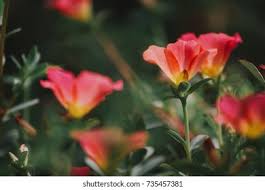 See more ideas about flowers, beautiful flowers, planting flowers. Beautiful Flowers Stock Photo And Image Collection By Champ Nitirak Shutterstock