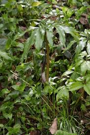 Image result for Arisaema mildbraedii
